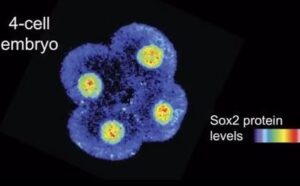 1-3-2-Single-Cell-Functional-Analysis-1