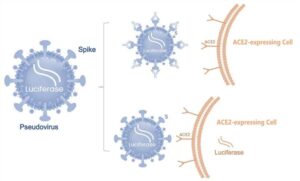 2-3-3-sars-cov-2-spike-pseudovirus-based-neutralization-assay-1