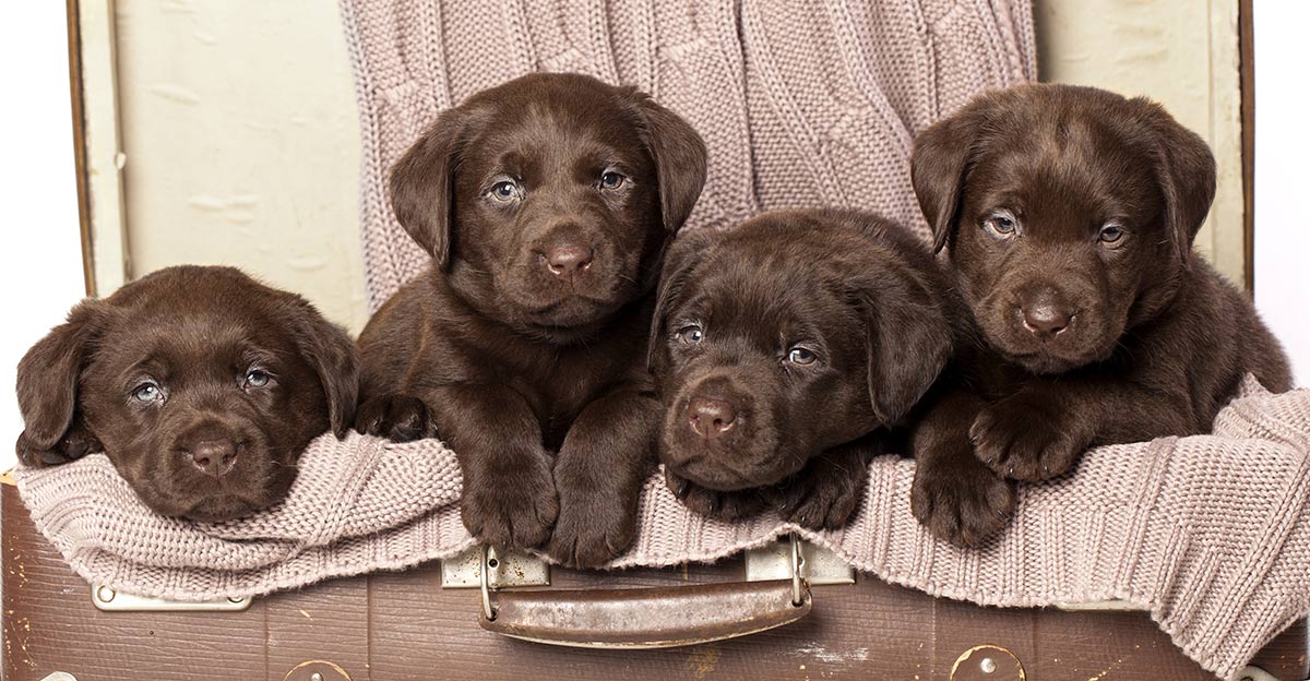 chocolate-lab