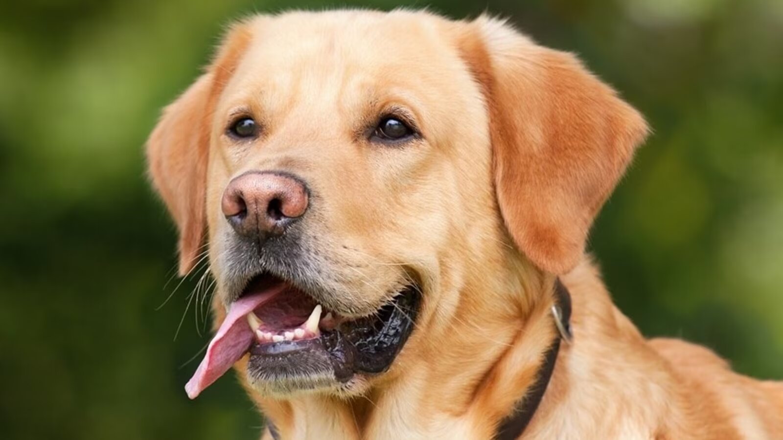 international_dog_day_1692974397743_1692974414085