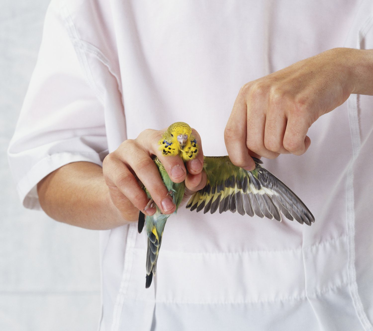 bird-grooming-sharjah