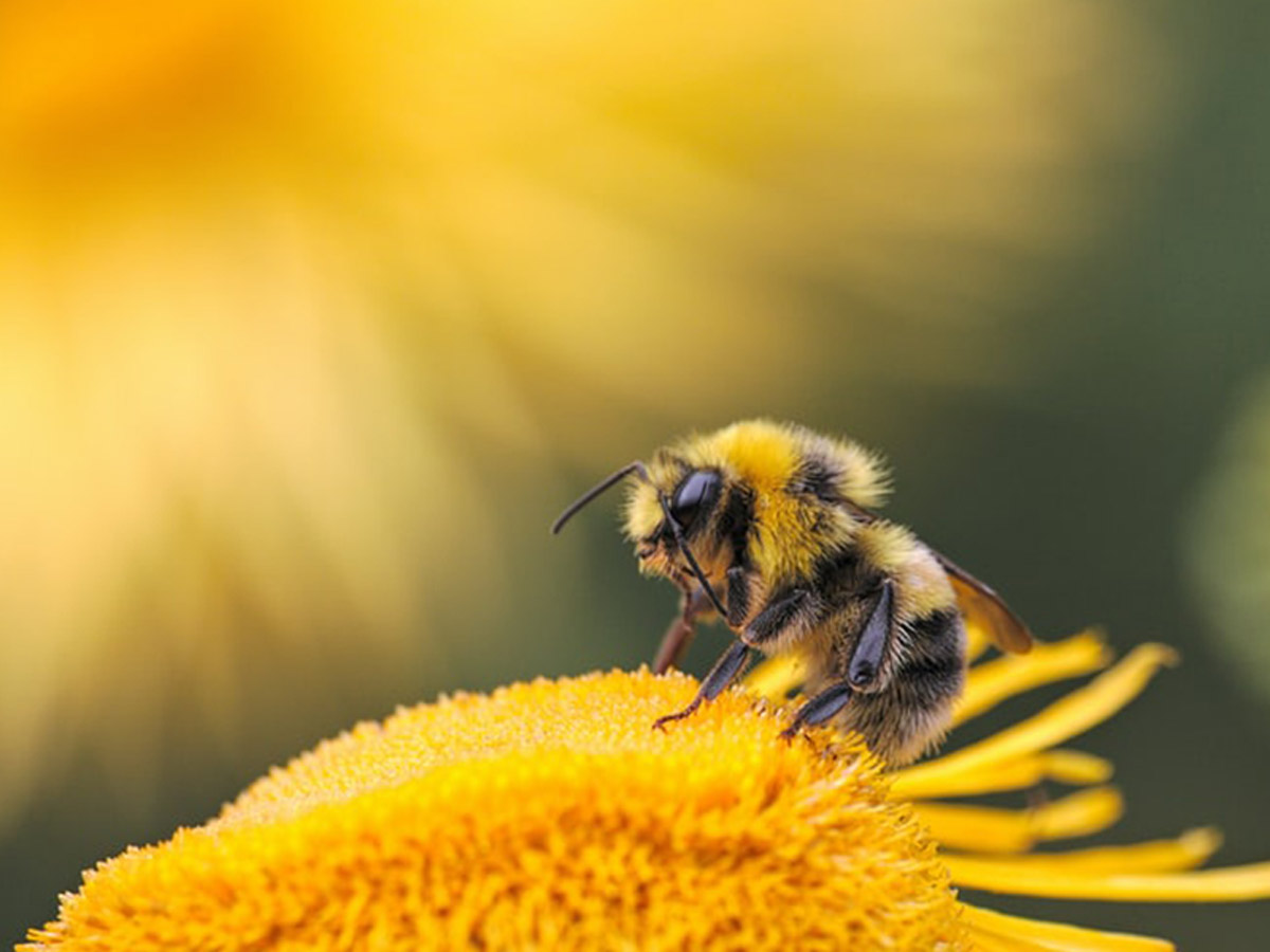 large_beepollen