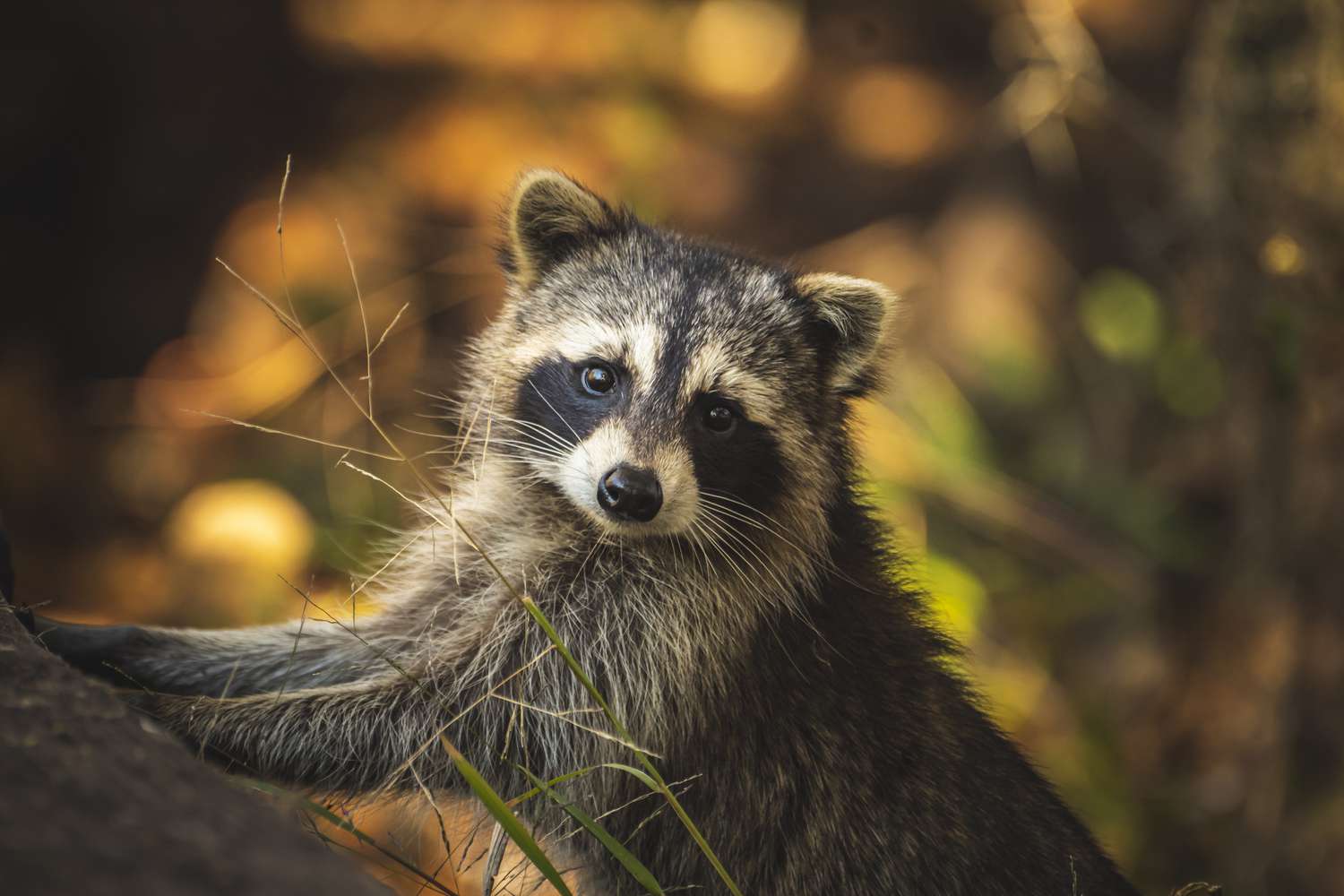 racoon