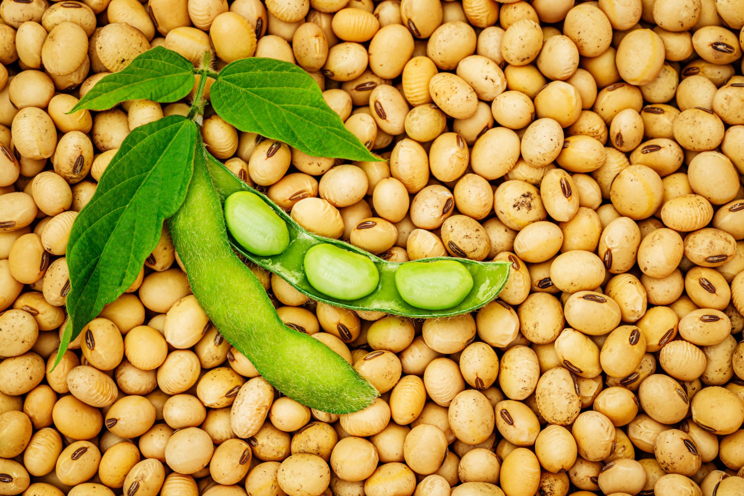Glycine Soja (Soybean) Seed Extract Market